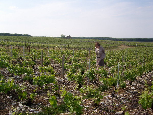 vignoble-2