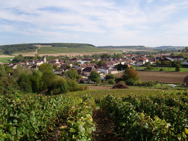 Le vignoble