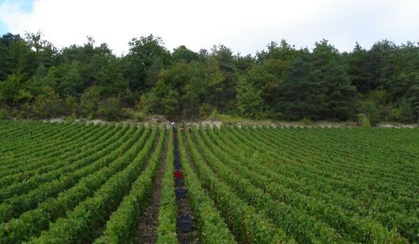 Vendanges en Champagne (1)