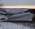 Le vignoble en hiver