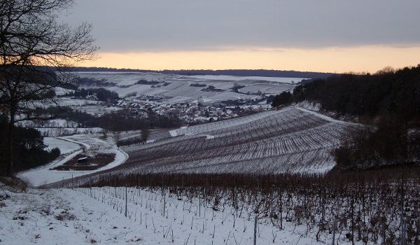 Le vignoble en hiver