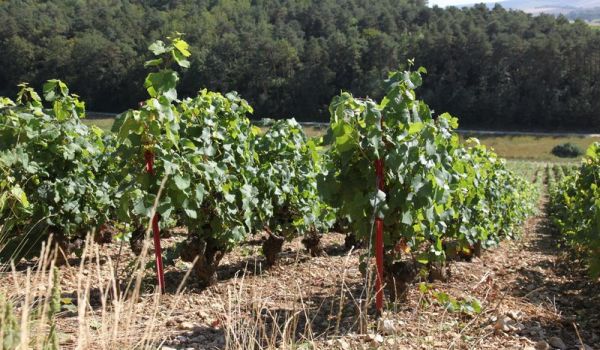 Haut d'Heronveau, Meurville, Cote des Bar en Champagne