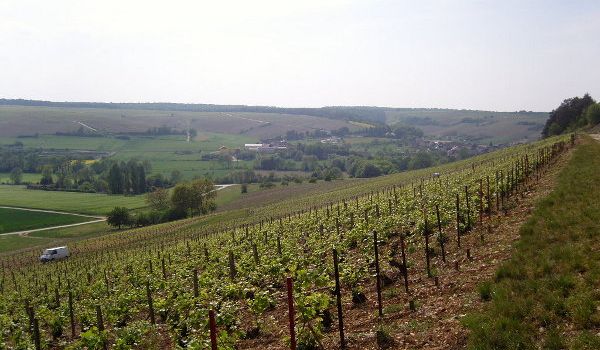 Printemps  à Heronveau, Meurville, Cote des Bar, Champagne