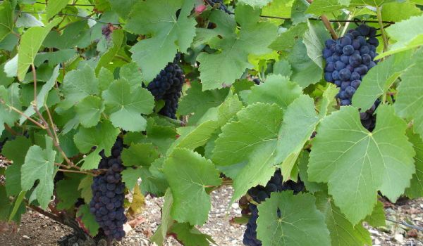 Vendanges en Champagne (2)